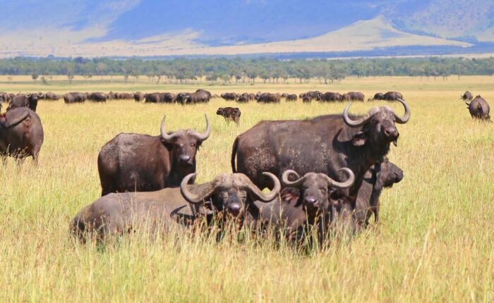 4 Days Express Tanzania Safari