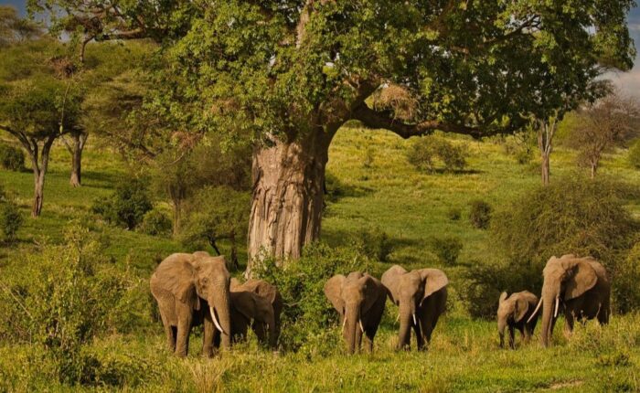 5 Days Taste of Tanzania Safari