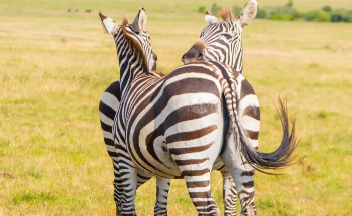 9 Days Kenya & Tanzania Ultimate Safari