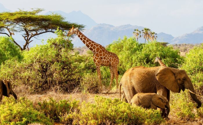 14 Day Grand Kenya Expedition Safari