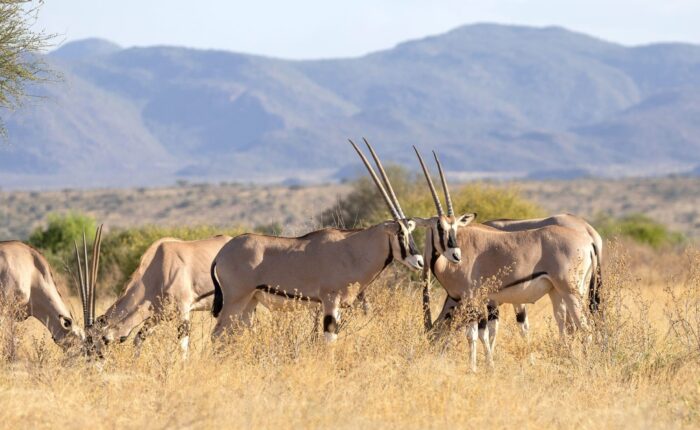 4 Days Special Five Kenya Safari