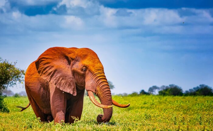 9 Days Magnificent Kenya Safari