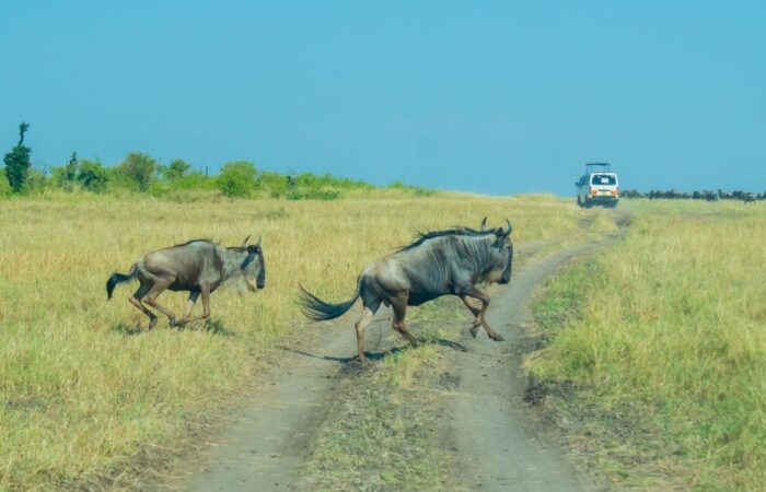 11 Days Kenya Wildlife Safari