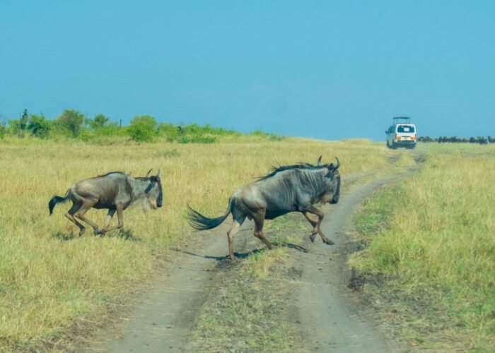 11 Days Kenya Wildlife Safari
