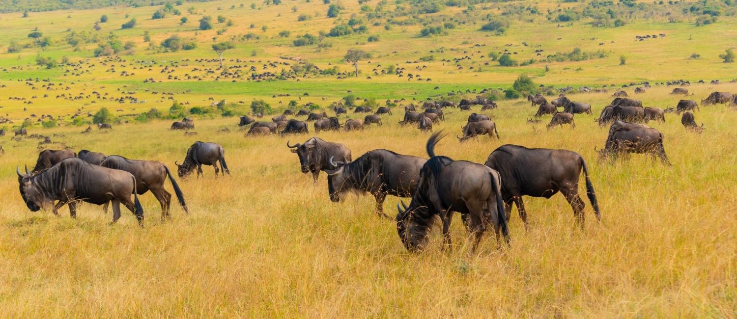 5 Days Taste of Kenya Safari