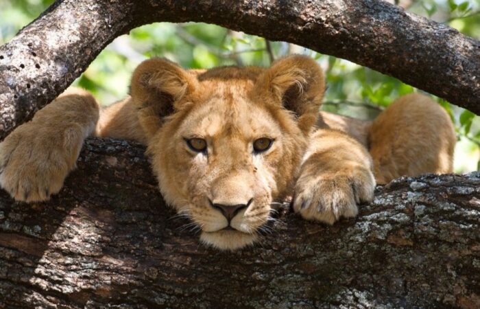 5 Days Tanzania Highlights Safari