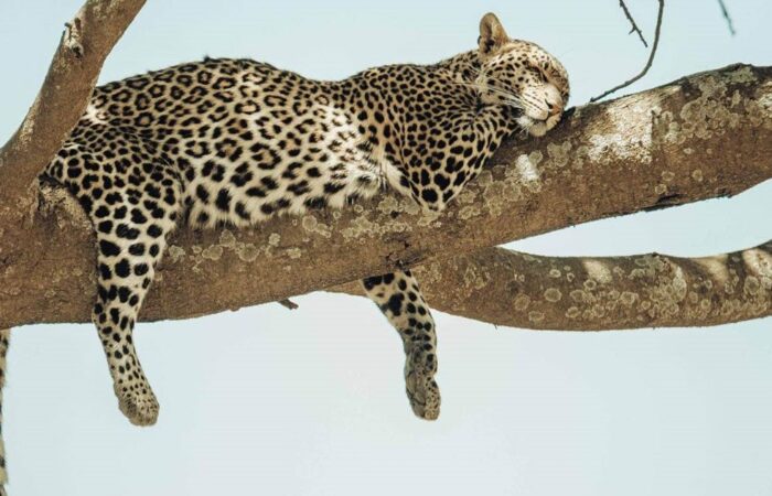 7 Days Best of Tanzania Safari