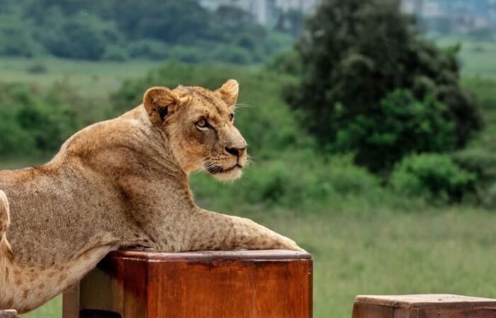 Nairobi