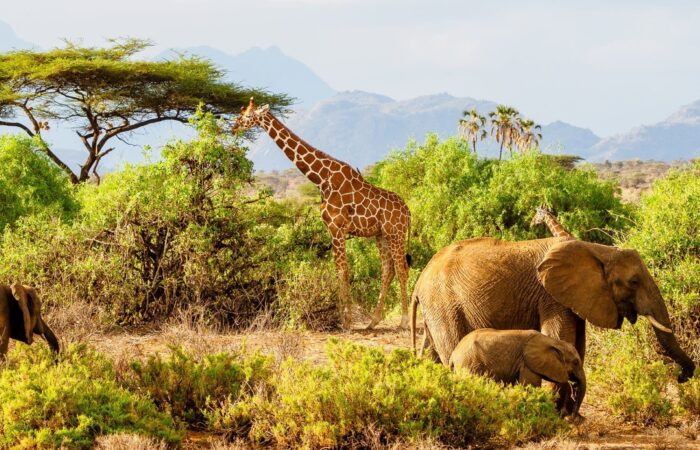14 Day Grand Kenya Expedition Safari