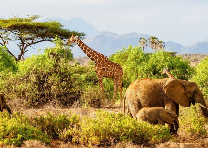 14 Day Grand Kenya Expedition Safari