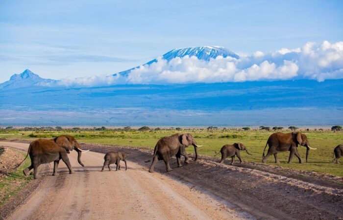4 Days Jumbo Kenya Safari