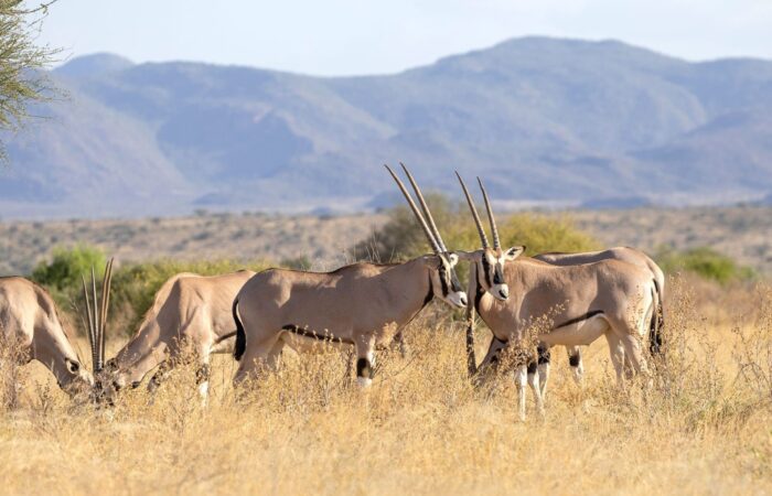 4 Days Special Five Kenya Safari