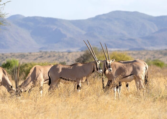 4 Days Special Five Kenya Safari