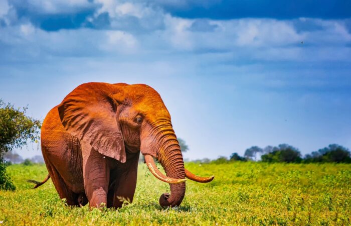 9 Days Magnificent Kenya Safari