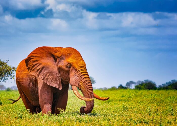 9 Days Magnificent Kenya Safari